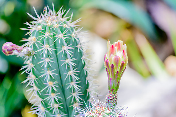 Gymnocalycium Cactus flower