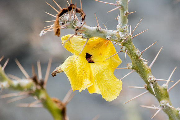 Thorn Plant