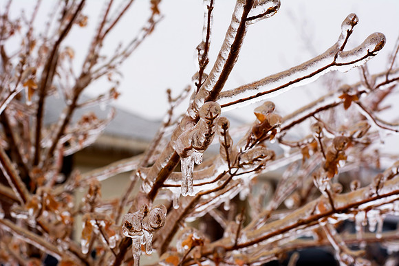 Frozen Icicles on tree