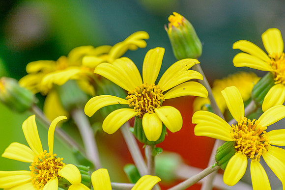 Yellow Flower Daisy