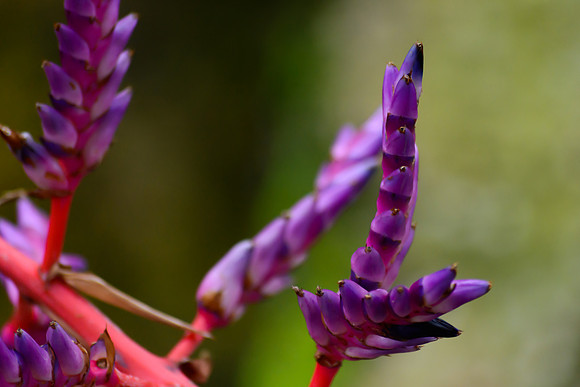 Aechmea pink and purple plant