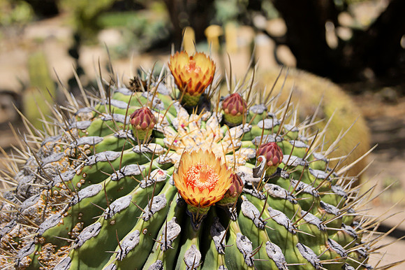 Catalina Island Cactus